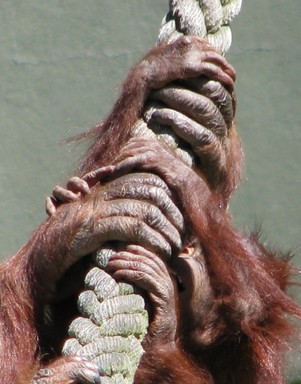 TAKEN AT AUCKLAND ZOO WITH A FOCAL LENGTH OT 1728MM (35MM EQIV ]